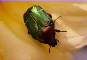 Rose chafer.png